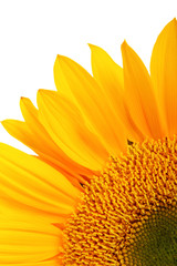 yellow sunflower