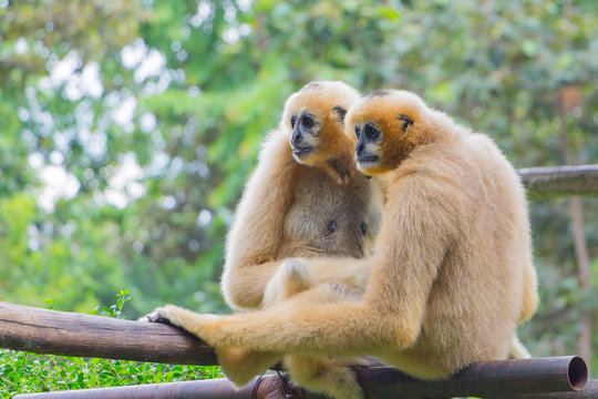 Portrait  Couple Of White Gibbon In The Jungle