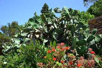 VEGETATION MEDITERRANEENNE