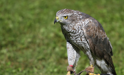 Peregrine Falcon perched on a trestle during a demonstration of