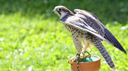 Peregrine Falcon perched on a trestle