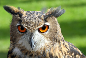 great OWL face with orange eyes and attentive gaze