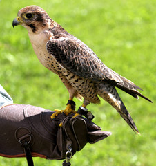 Peregrine Falcon perched on protective glove Falconer during a d