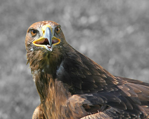 Great Eagle with attentive gaze and the gray background