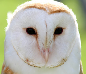 white barn owl with two dark eyes on backlight