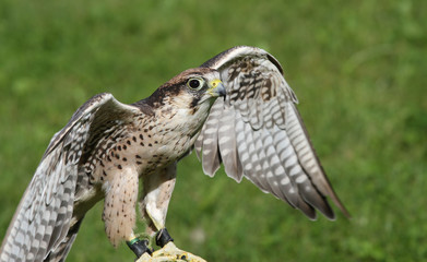 Peregrine Falcon with outstretched wings to fly