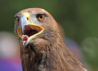 big Golden Eagle with a yellow beak and bright eyes