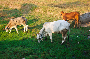 group of cows grassing in a field in, Thailand