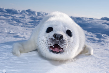 アザラシの赤ちゃん（Seal Pups) - obrazy, fototapety, plakaty