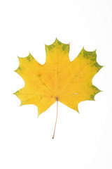 Fototapeta na wymiar Autumn leaf over white