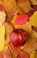 Naklejka na ściany i meble Apple over autumn leaves