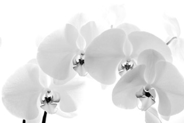 Zwart-witte orchidee die op witte achtergrond wordt geïsoleerd