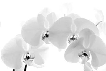 Stickers pour porte Orchidée Orchidée noir et blanc isolé sur fond blanc