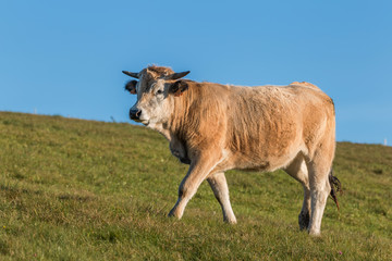 vache au pré