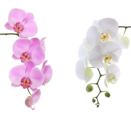 Stickers pour porte Orchidée Pink ans white delicate orchid