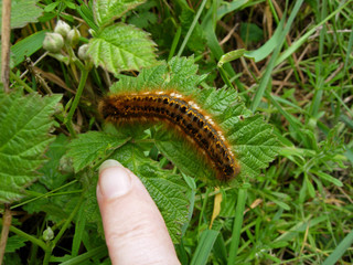 Raupe der Grasglucke