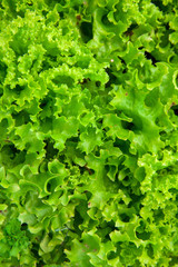 Lettuce background green