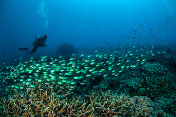 Fototapeta na wymiar Schooling fish in Gili, Lombok, Nusa Tenggara Barat underwater