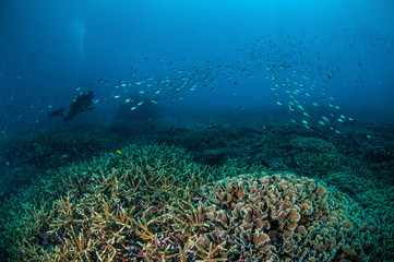 Fototapeta na wymiar schooling fish in Gili, Lombok, Nusa Tenggara Barat underwater