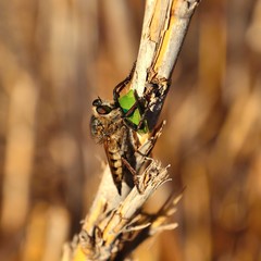 Robber fly nailing its stinger on small green beetle