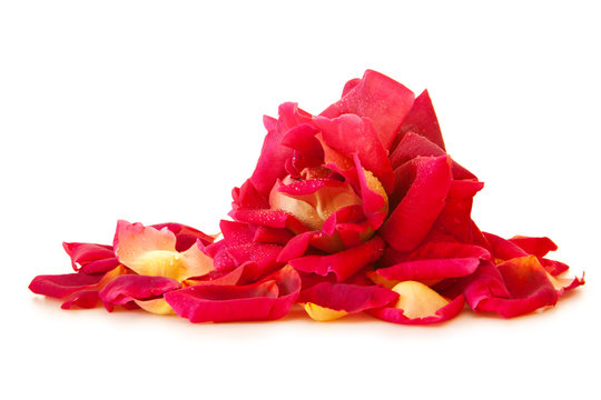 Pink rose petals and rose isolated .