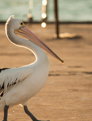 Pelican at the harbour