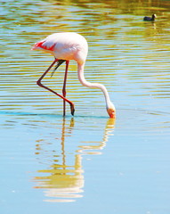 Flamant rose se nourrissant