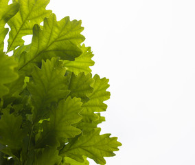 Green leaves of the oak tree against the white sky background