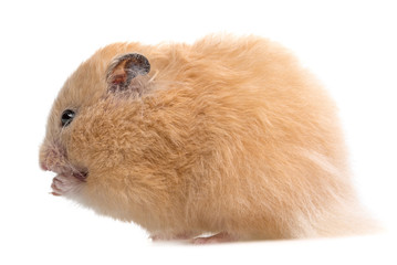 a cute little hamster on white background