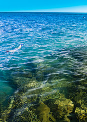 Naklejka na ściany i meble Maldivian Snorkeling