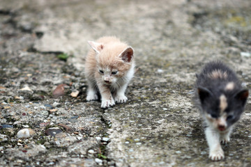 two abandoned kittens