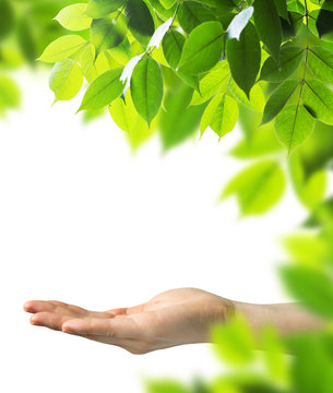 Woman Hand And Leaves Background