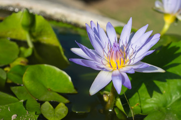 The fine water lily blossoming in a pond