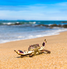Funny Crab Seafood Posing