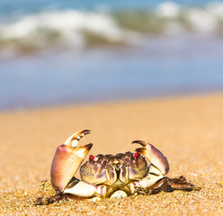 Cute Animal Seafood Posing