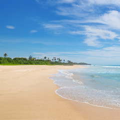 Fototapeta na wymiar ocean and coconut palms on the shore