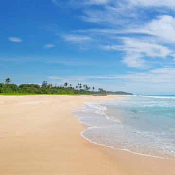 Fototapeta ocean and coconut palms on the shore