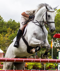 Horse jumping competition