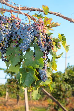 Bunches of ripe grapes on the vine