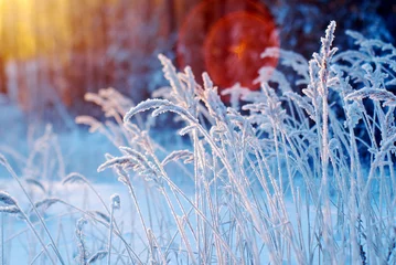 Poster de jardin Nature Winter scene