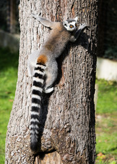 Lemure catta adulto su un albero