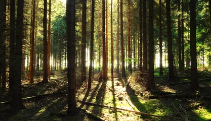 Foto op Plexiglas pine tree background with sunlight © am54