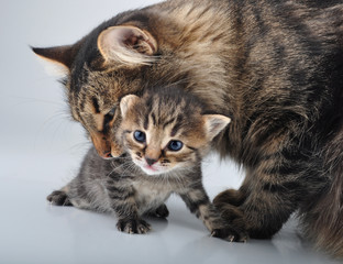 Fototapeta na wymiar adorable newborn kitten with mother