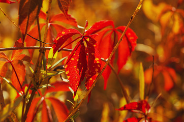 Wild grape red leaves