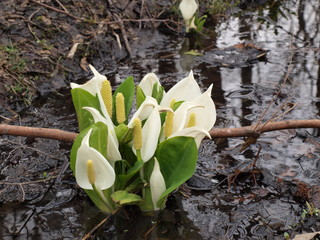 水辺のミズバショウ
