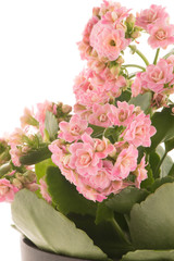 Kalanchoe Calandiva flowers