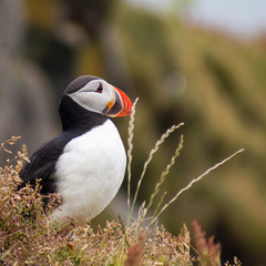 Macareux moine oiseau en Islande