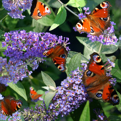Buddleja Lochinch and butterfly