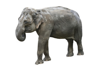 Indian elephant on white background