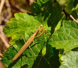 Mantis on green leaves of vid